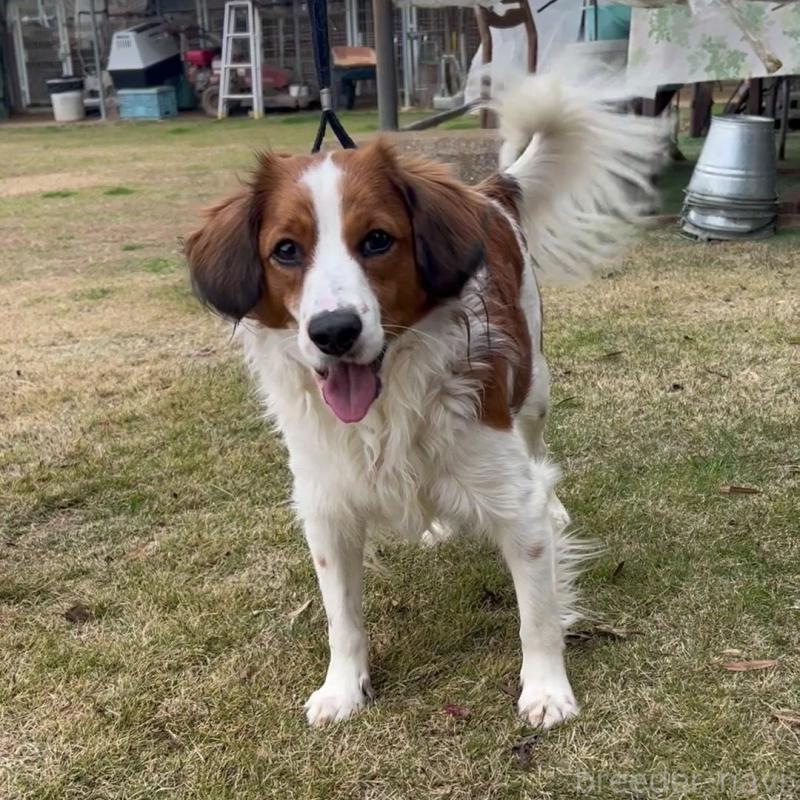 販売中の福岡県のコーイケルホンディエ-427333