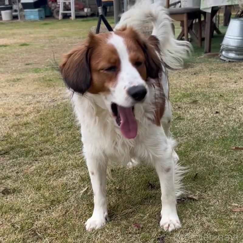 販売中の福岡県のコーイケルホンディエ-427333の2枚目