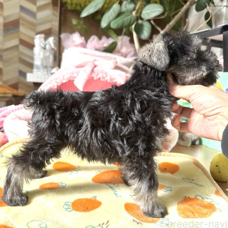 販売中の大阪府のミニチュアシュナウザー-440884の9枚目