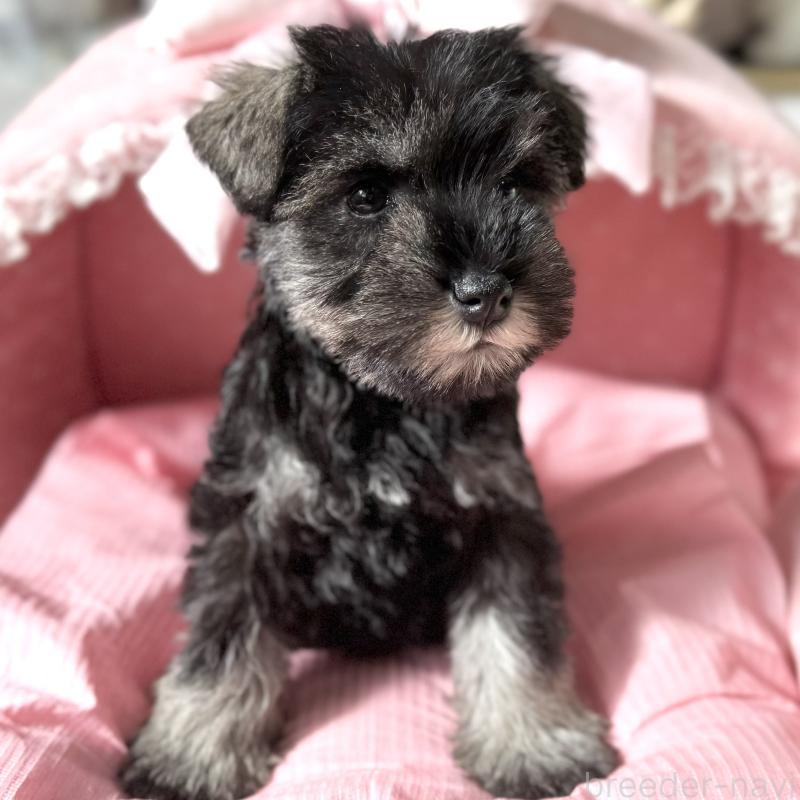 販売中の大阪府のミニチュアシュナウザー-440884の8枚目