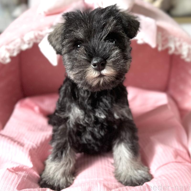 販売中の大阪府のミニチュアシュナウザー-440884の7枚目