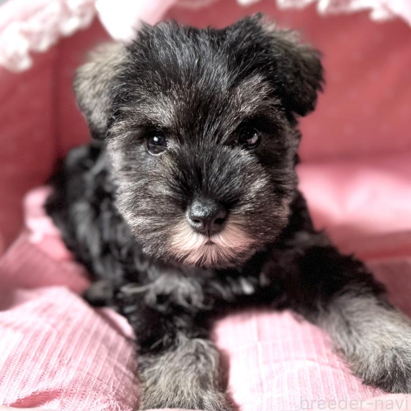 販売中の大阪府のミニチュアシュナウザー-440884の6枚目