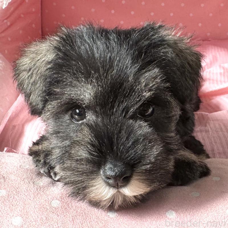 販売中の大阪府のミニチュアシュナウザー-440884の5枚目