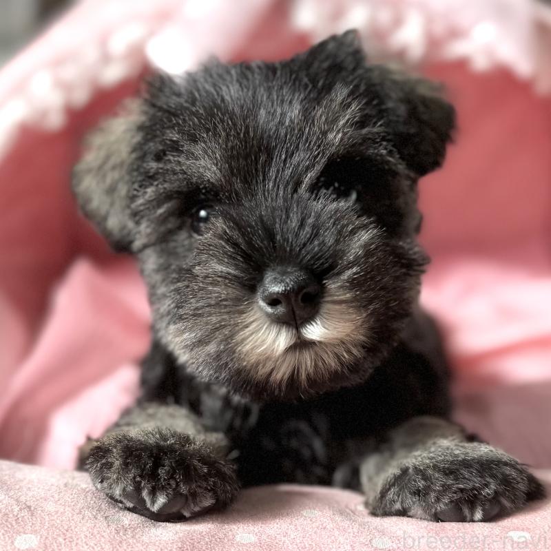 販売中の大阪府のミニチュアシュナウザー-440884の4枚目