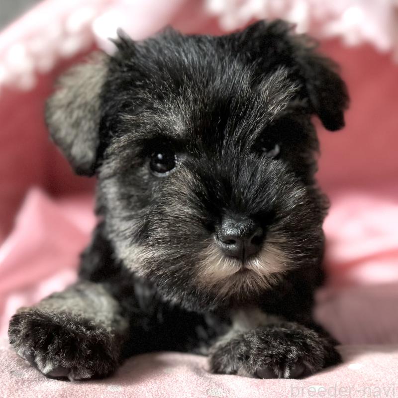 販売中の大阪府のミニチュアシュナウザー-440884の3枚目