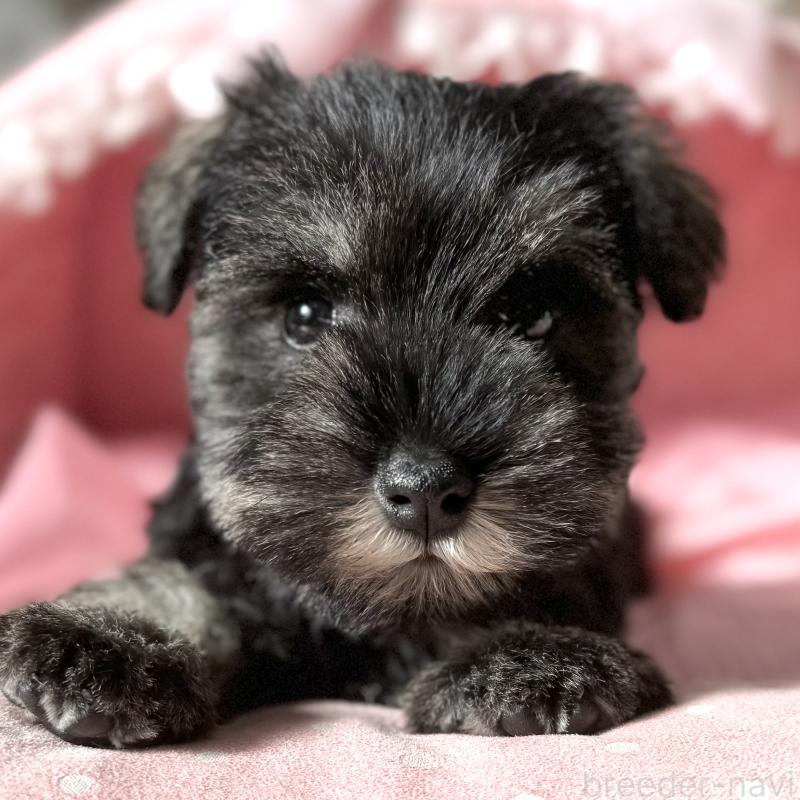 販売中の大阪府のミニチュアシュナウザー-440884の2枚目