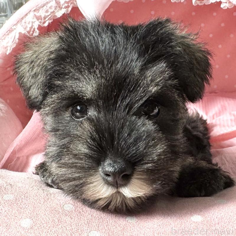 販売中の大阪府のミニチュアシュナウザー-440884