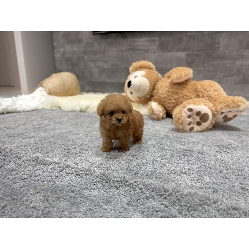 成約済の滋賀県のティーカッププードル-440987の8枚目