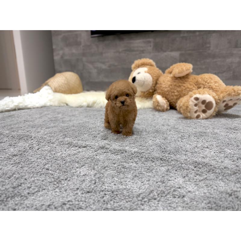 成約済の滋賀県のティーカッププードル-440987の7枚目