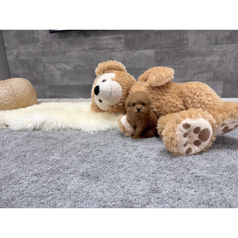 成約済の滋賀県のティーカッププードル-440987の6枚目