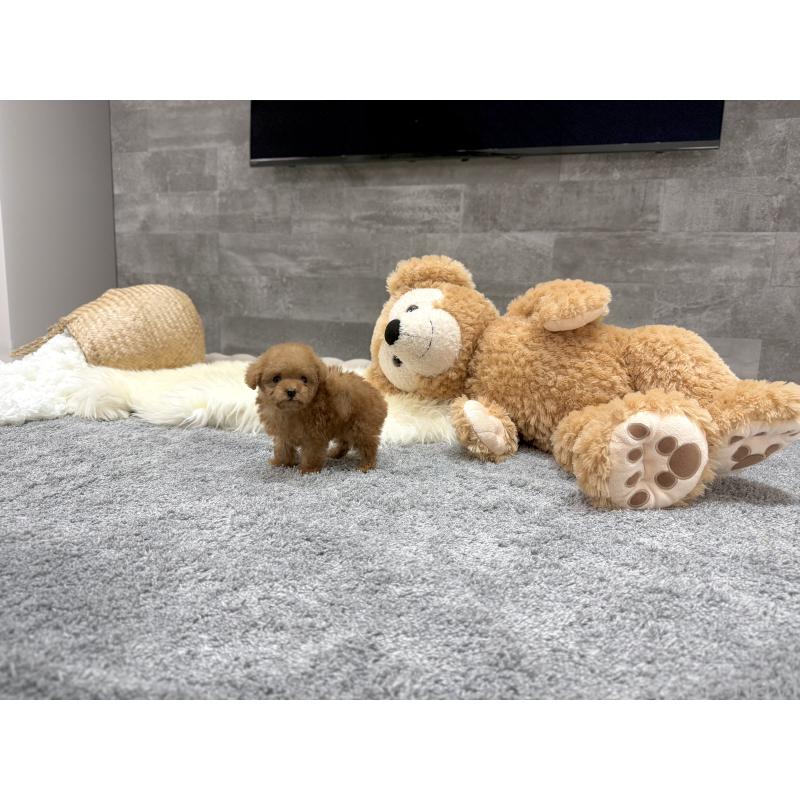 成約済の滋賀県のティーカッププードル-440987の5枚目