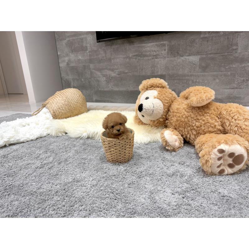 成約済の滋賀県のティーカッププードル-440987の4枚目