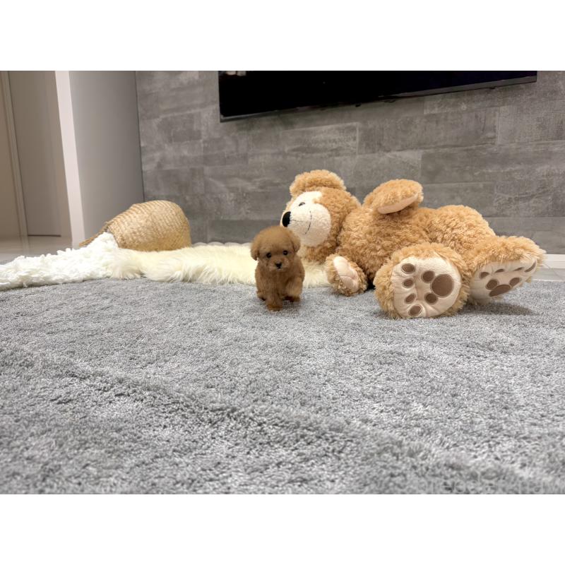 成約済の滋賀県のティーカッププードル-440987の3枚目