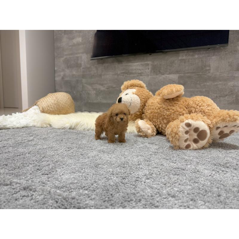 成約済の滋賀県のティーカッププードル-440987の2枚目