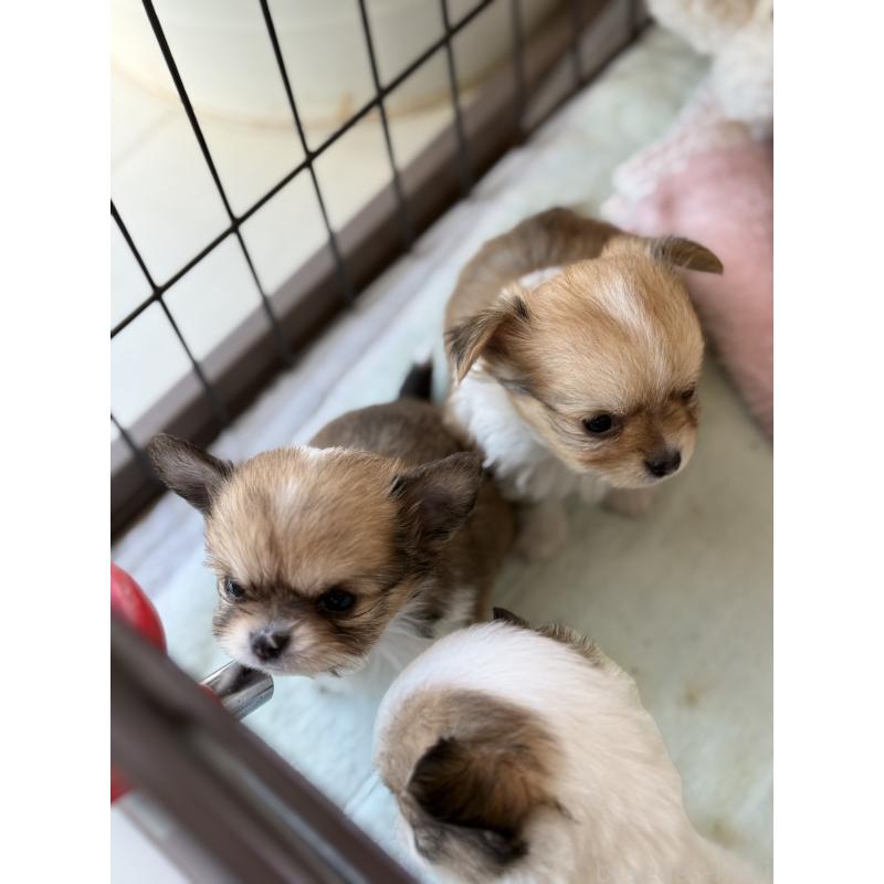 販売中の宮崎県のチワワ(ロングコート)-437239の2枚目