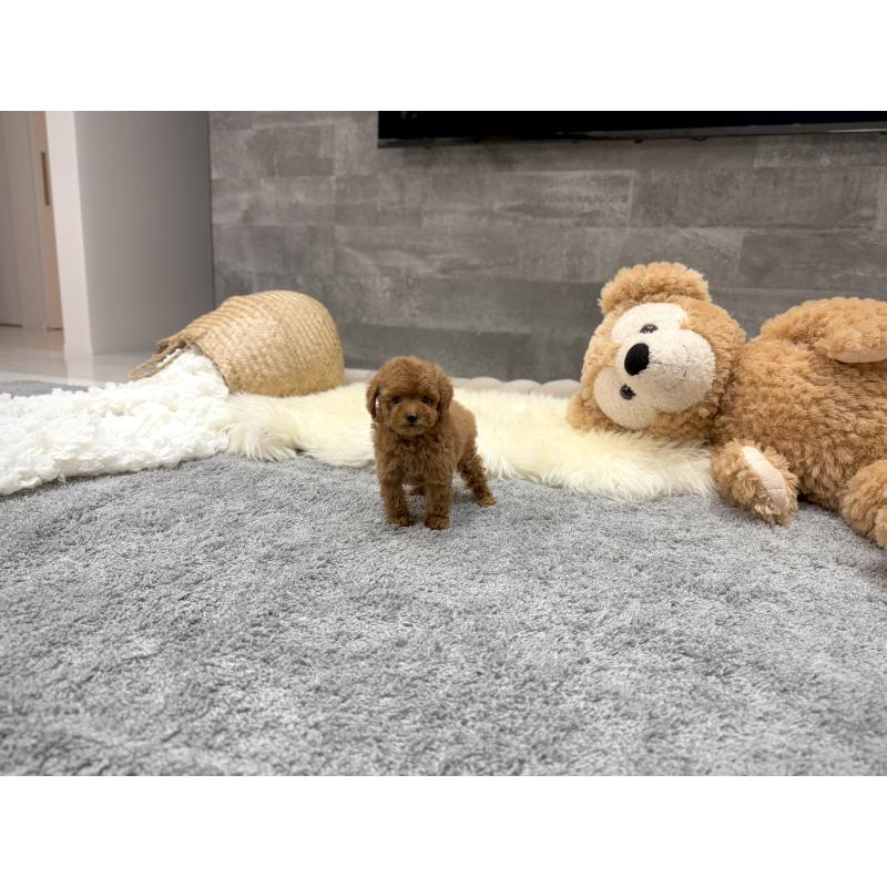 販売中の滋賀県のティーカッププードル-440985の7枚目