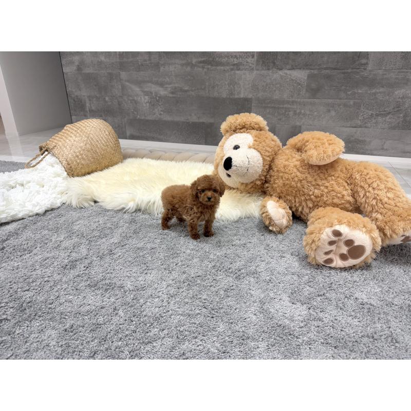 販売中の滋賀県のティーカッププードル-440985の6枚目