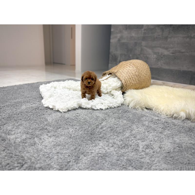 販売中の滋賀県のティーカッププードル-440985の5枚目