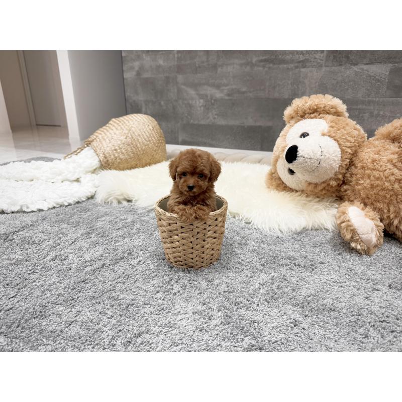 販売中の滋賀県のティーカッププードル-440985の3枚目