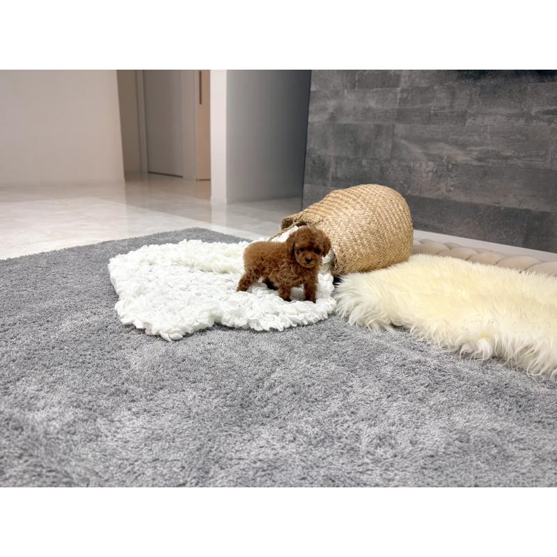 販売中の滋賀県のティーカッププードル-440985の2枚目