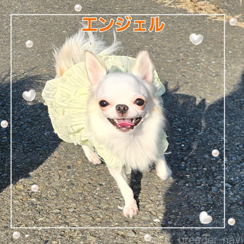 ののチワワ(ロングコート)-