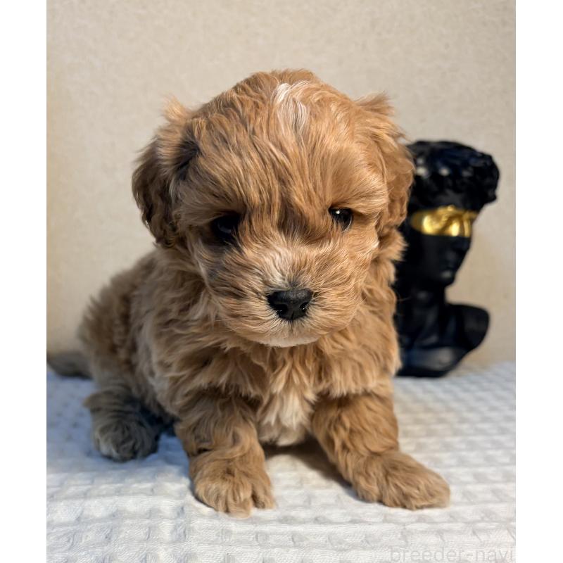 販売中の埼玉県のマルプー:マルチーズ×トイプードル-440968の3枚目