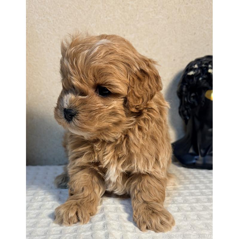 販売中の埼玉県のマルプー:マルチーズ×トイプードル-440968の2枚目