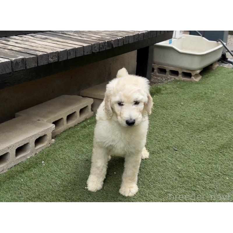 販売中の埼玉県のスタンダードプードル-441022の2枚目