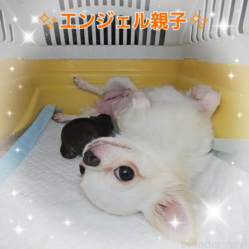 エンジェルちゃん1枚目