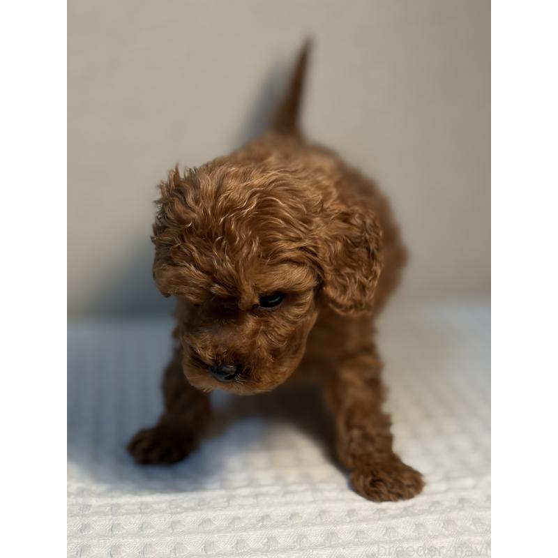 販売中の埼玉県のトイプードル-441084の2枚目