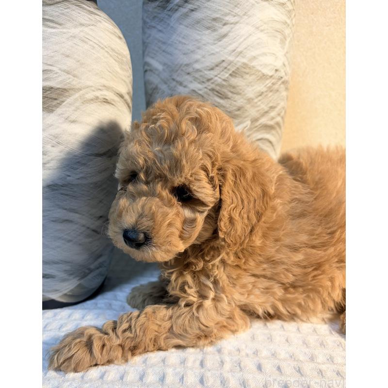 販売中の埼玉県のトイプードル-441086の2枚目