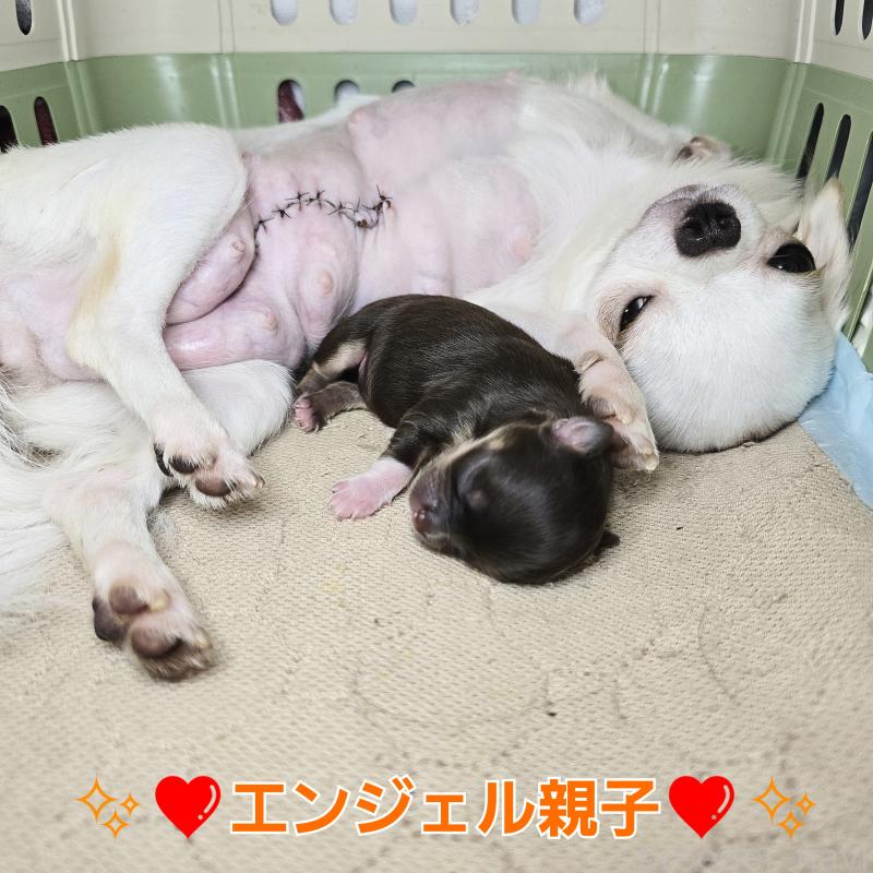 エンジェルちゃん1枚目