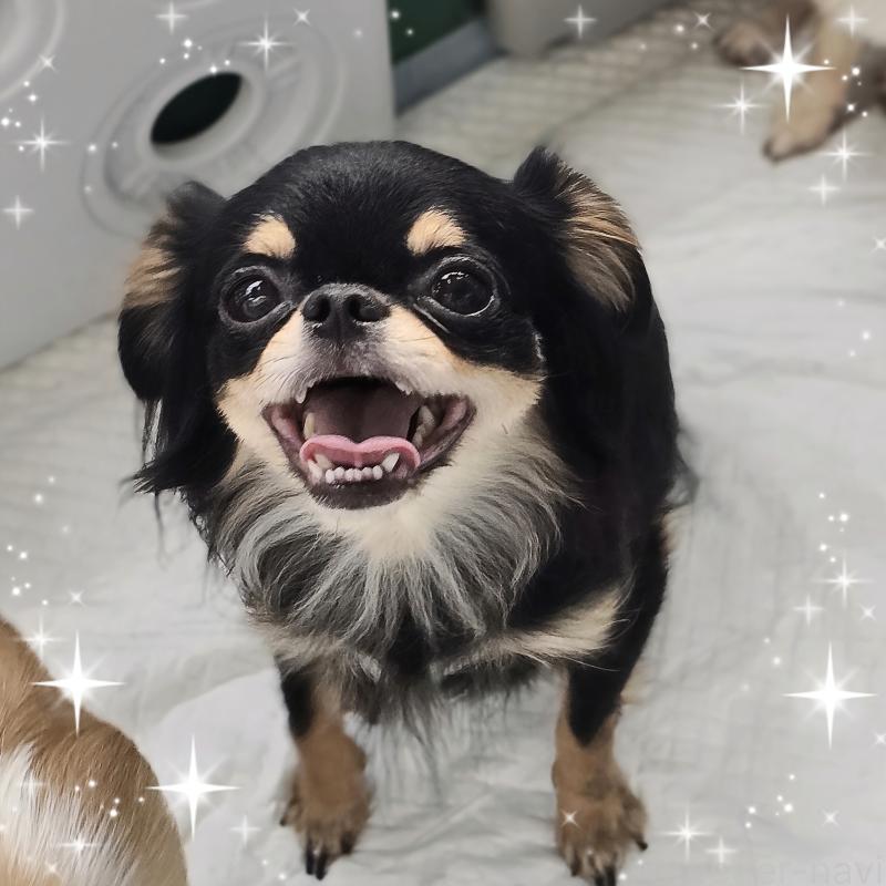 チャームちゃん1枚目