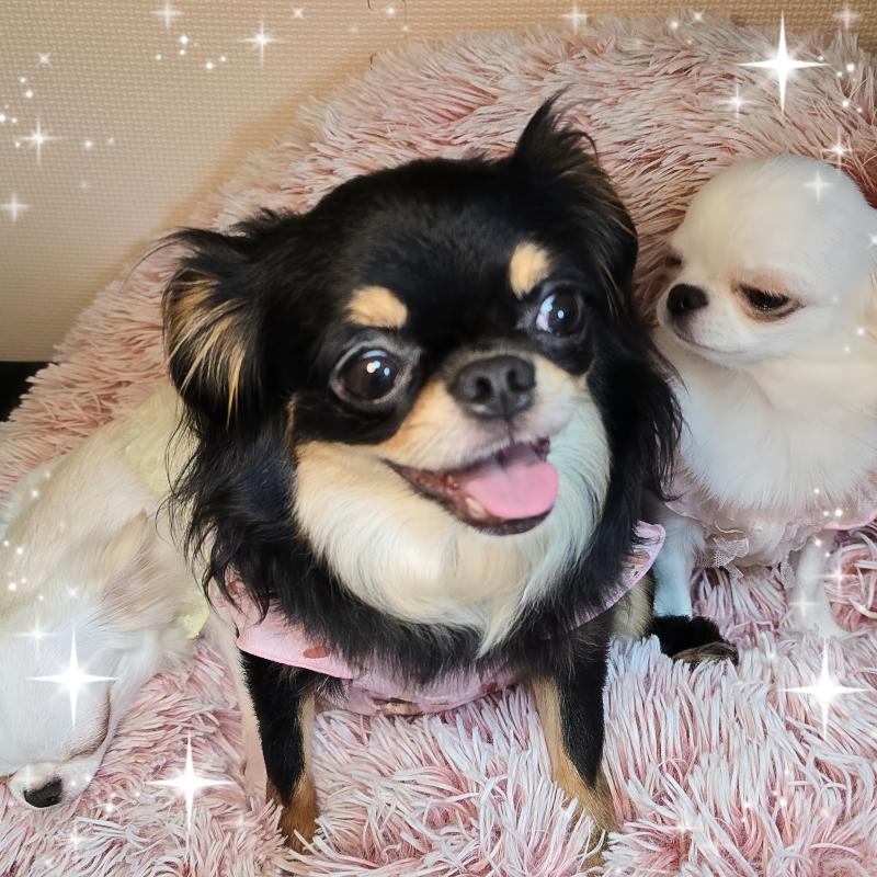 チャームちゃん1枚目