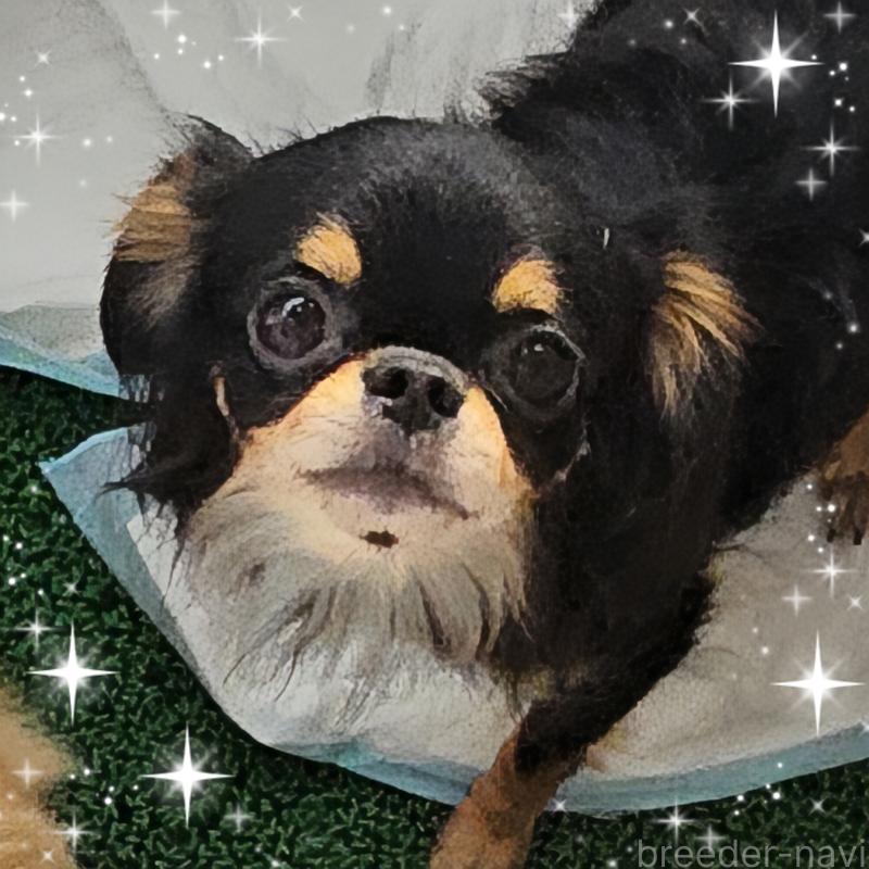 チャームちゃん1枚目