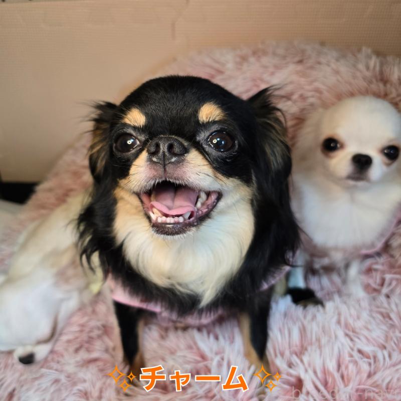 チャームちゃん1枚目