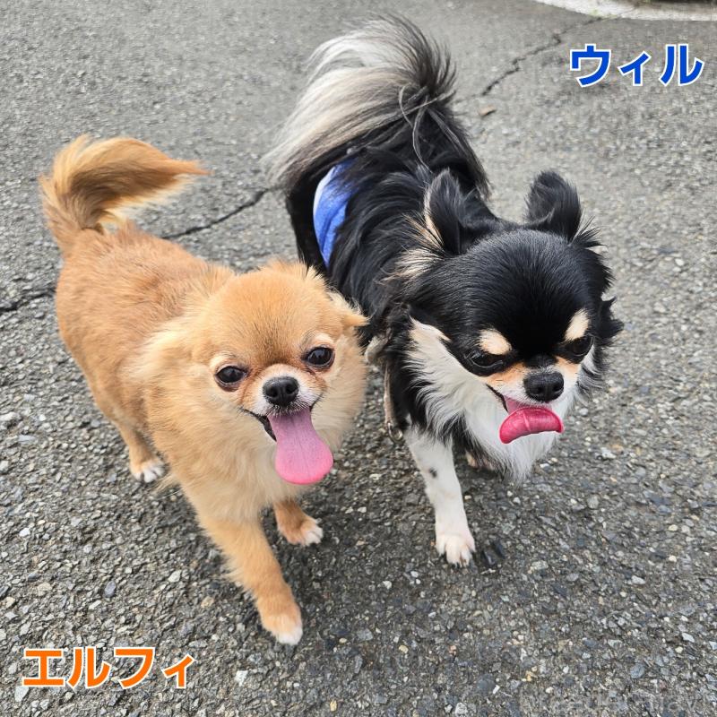 ウィルくん1枚目