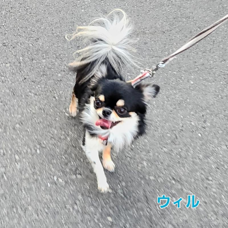 ウィルくん1枚目