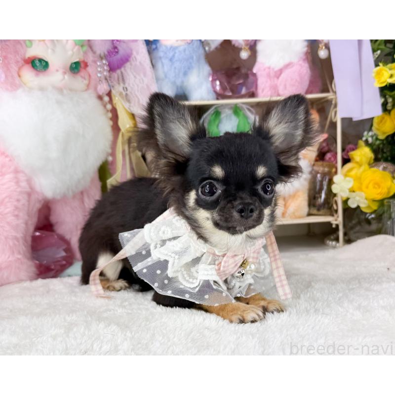 販売中の福岡県のチワワ(ロングコート)-406313の6枚目