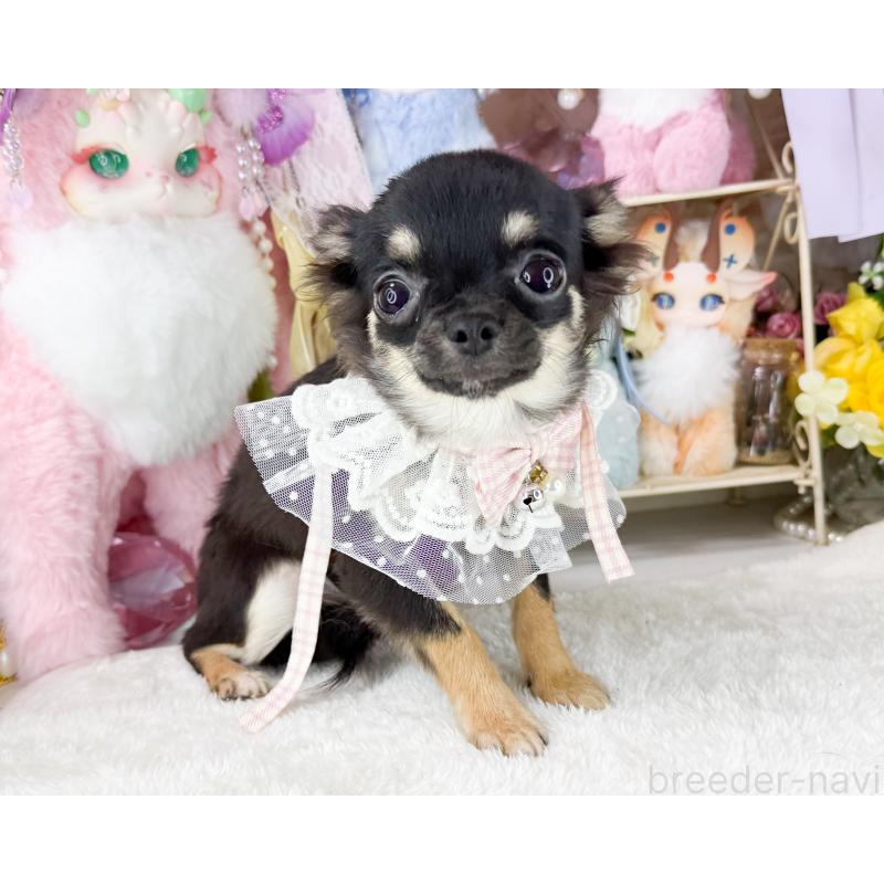 販売中の福岡県のチワワ(ロングコート)-406313の5枚目