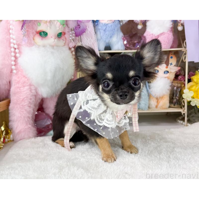 販売中の福岡県のチワワ(ロングコート)-406313の4枚目