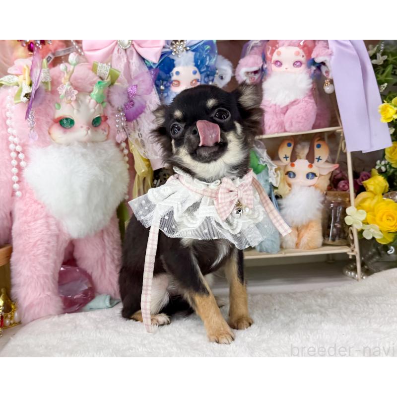 販売中の福岡県のチワワ(ロングコート)-406313の3枚目