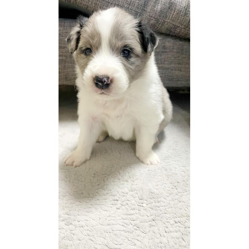 販売中の滋賀県のボーダーコリー-441094の4枚目