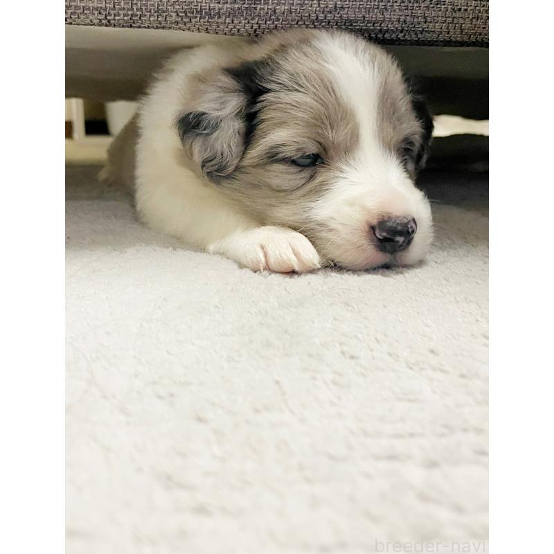 販売中の滋賀県のボーダーコリー-441094の3枚目