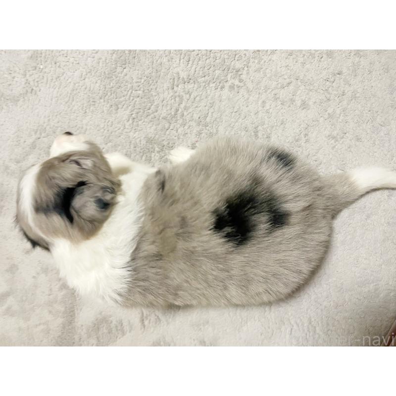 販売中の滋賀県のボーダーコリー-441094の2枚目