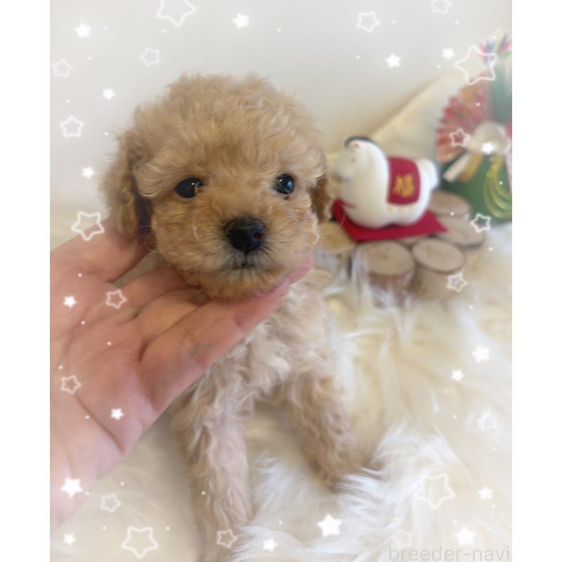 成約済の愛媛県のタイニープードル-440108の4枚目