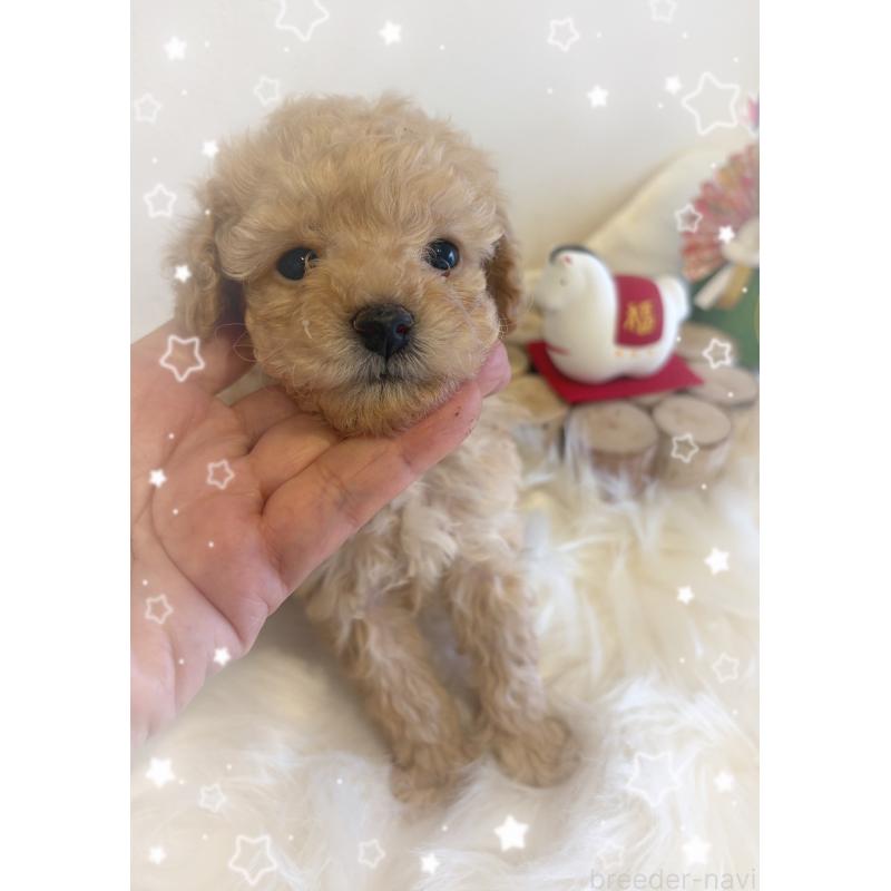 成約済の愛媛県のタイニープードル-440108の3枚目