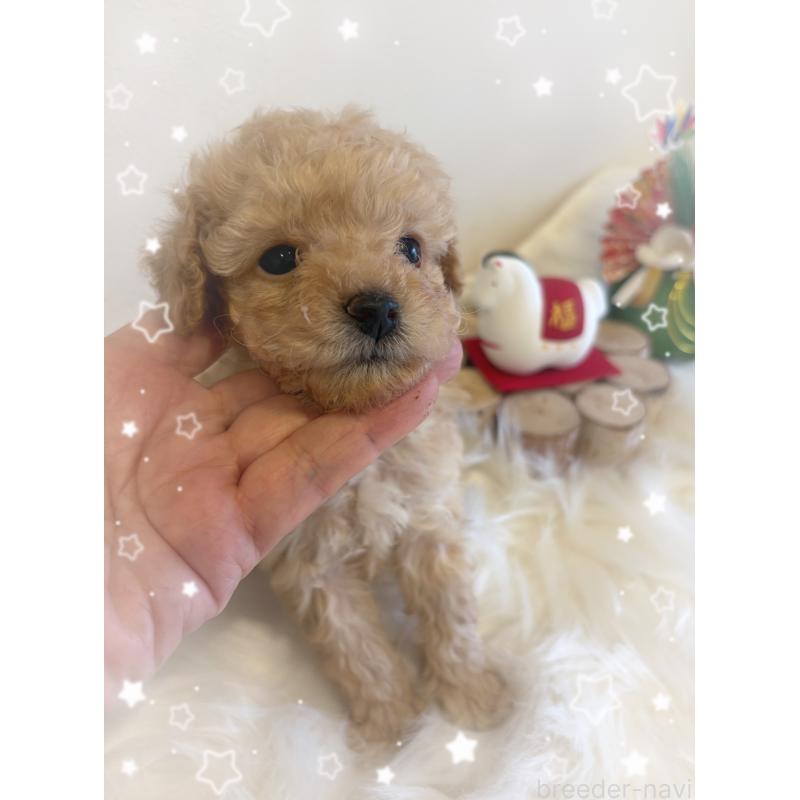 成約済の愛媛県のタイニープードル-440108の2枚目