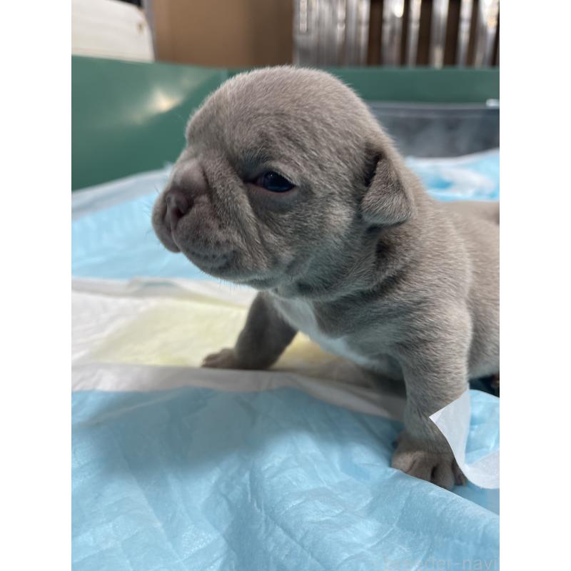 商談中の滋賀県のエキゾチックブリー-440730の3枚目