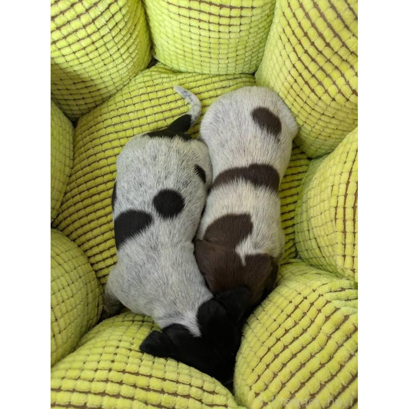 販売中の千葉県のジャーマンポインター-441119の3枚目